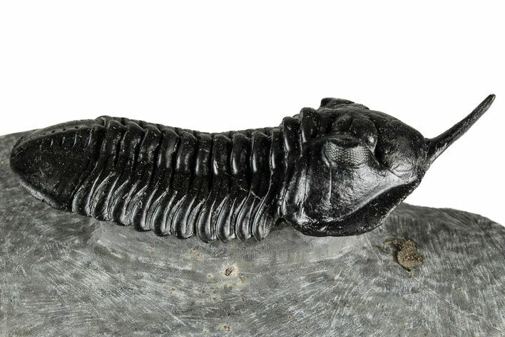 Morocconites Trilobite Fossil - Top Quality Specimen #355768